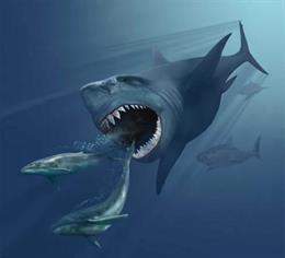 Archivo - Megalodón,  