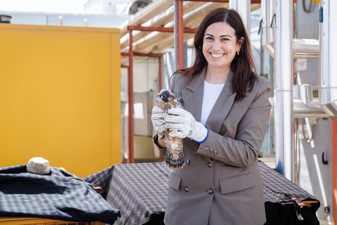 La consejera municipal de Medio Ambiente y Movilidad, Tatiana Gaudes, participa en la colocación de estos tres polluelos en sus cajas nido en la azotea de Etopia.