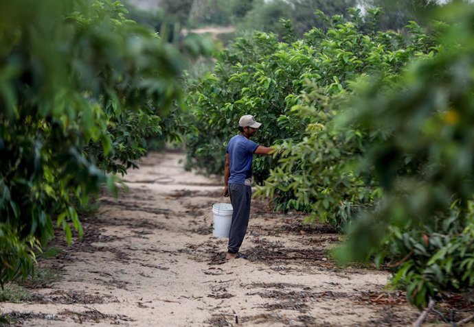 Archivo - September 11, 2023, Gaza, Palestine: A Palestinian farmer picks guava fruits during the harvest season in an agricultural field in Khan Yunis, south of the Gaza Strip.