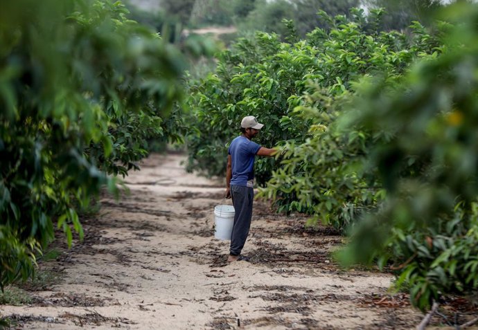 Archivo - Arquivo - 11 de setembro de 2023, Gaza, Palestina: Um agricultor palestino colhe frutas de goiaba durante a temporada de colheita em um campo agrícola em Khan Yunis, ao sul da Faixa de Gaza.