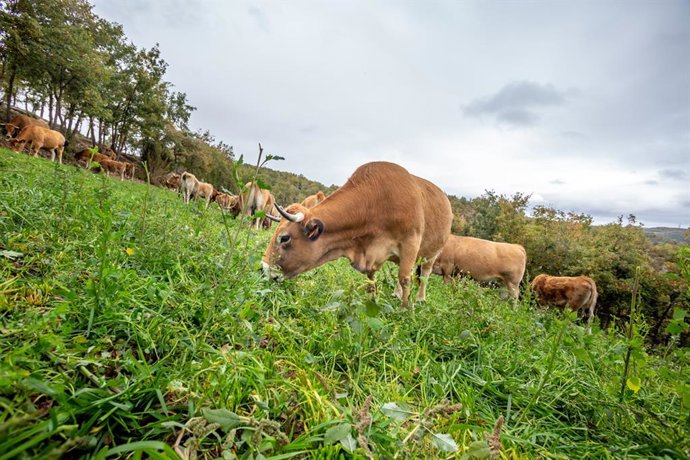 Archivo - Campo con vacas