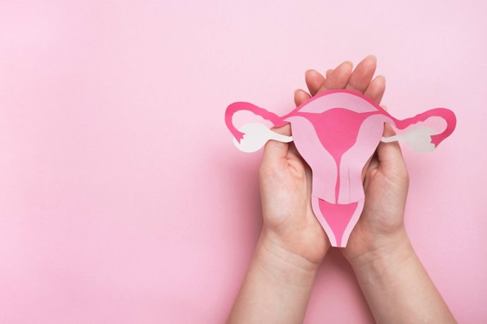 Archivo - Útero, ovarios. Concepto de salud de la mujer, ginecología y sistema reproductivo