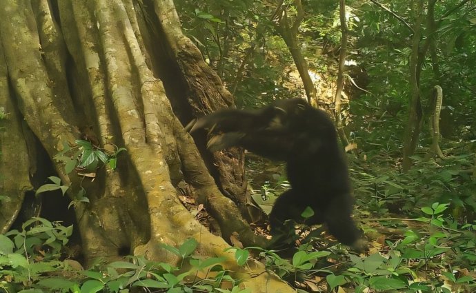 Este chimpanzé macho em uma reserva natural em Guiné-Bissau acaba de atirar uma pedra, um ato capturado por uma armadilha fotográfica.