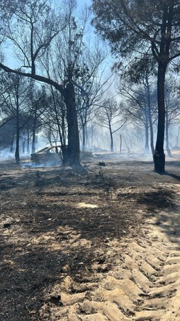 Imagen de la zona afectada por el incendio forestal de Moguer (Huelva).