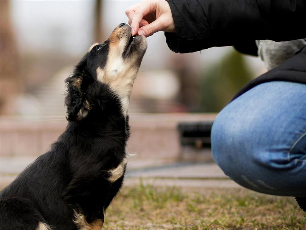 La sobrealimentación y la falta de ejercicio físico son las principales causas del sobrepeso en perros y gatos