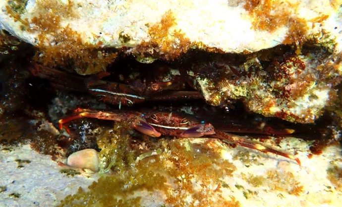 El cangrejo araña, nueva amenaza para la posidonia del Mediterráneo.