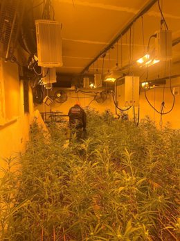 Plantación de marihuana desmantelada