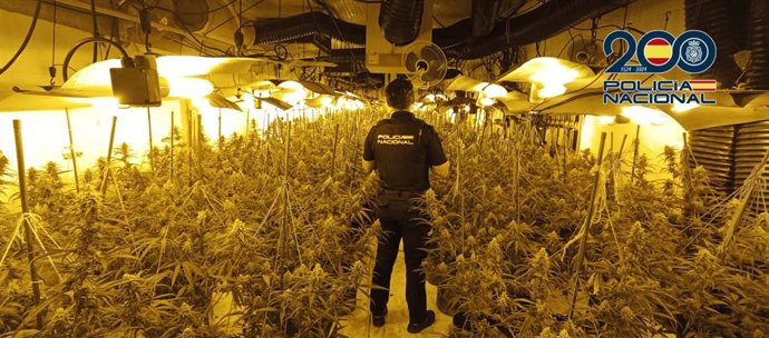 Desmantellada una plantació 'indoor' de marihuana a Vila-real