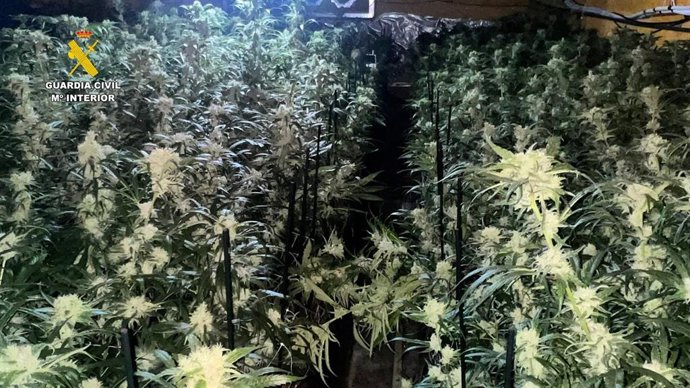 Plantación de marihuana en una nave de Villamartín.