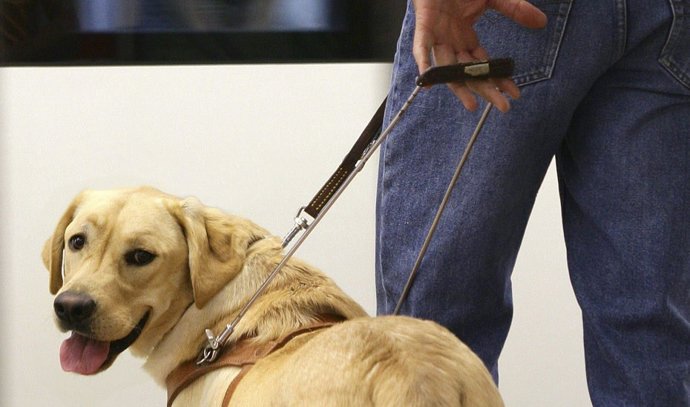 Archivo - Imagen de un perro guía.