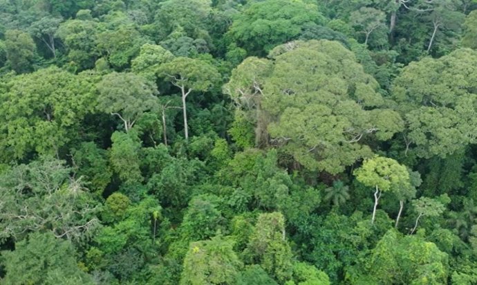 Essa é a árvore que sobrevive aos raios e os transforma em sua arma secreta para dominar a floresta.