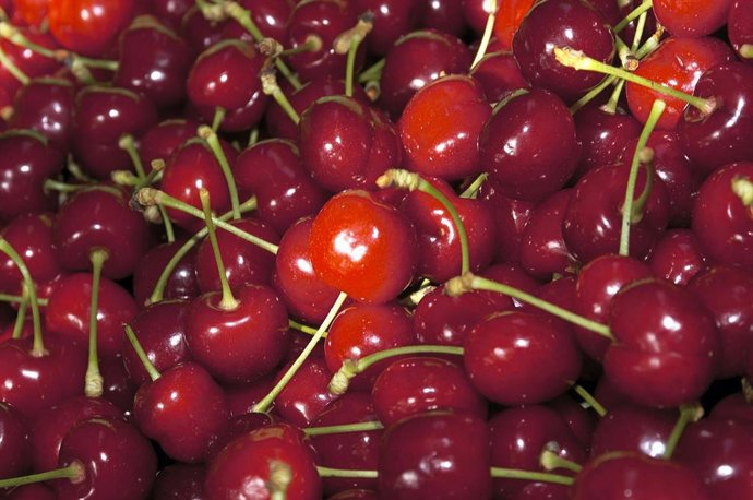 La D.O.P Cereza del Jerte certifica las primeras cerezas con una previsión de producción de 7.000 toneladas