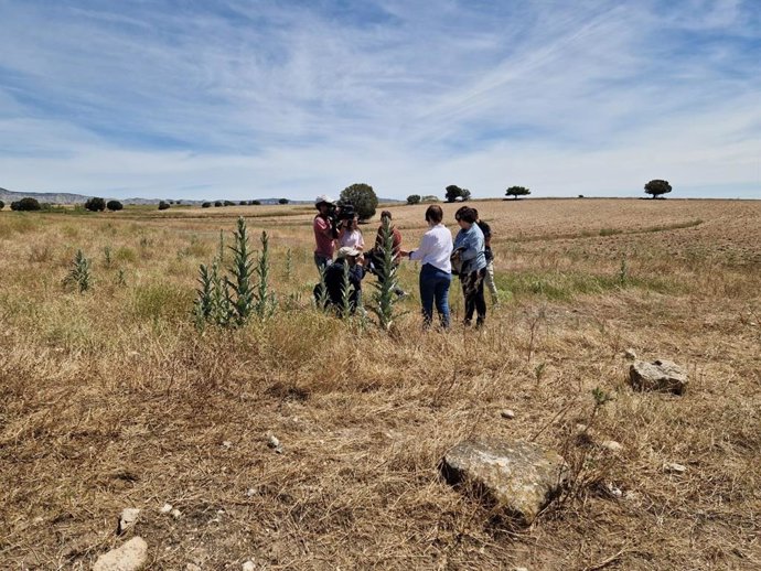 Especialistas del Gobierno de Aragón continúan trabajando contra la plaga de langosta detectada en Farlete (Zaragoza).