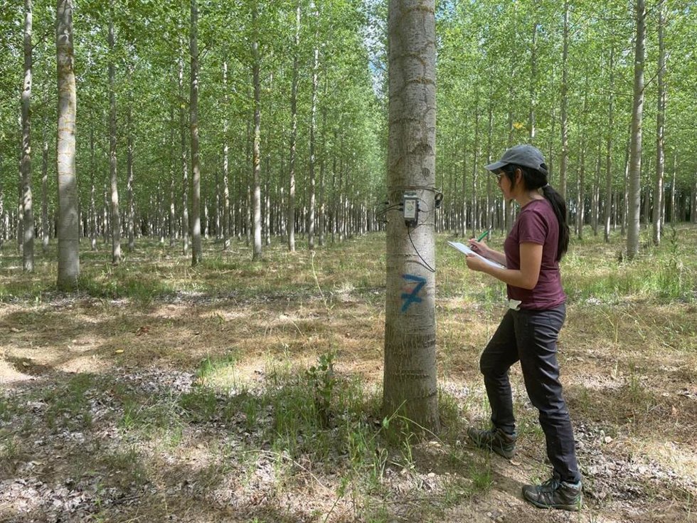 Erika García Lima, distinguida con el accésit al mejor Trabajo Fin de Máster (TFM) en la convocatoria de los Premios Universitarios 2024 de la Sociedad Española de Ciencias Forestales.