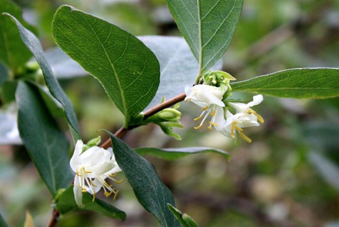 Archivo - Imagen de recurso de un ejemplar de madreselva de invierno.