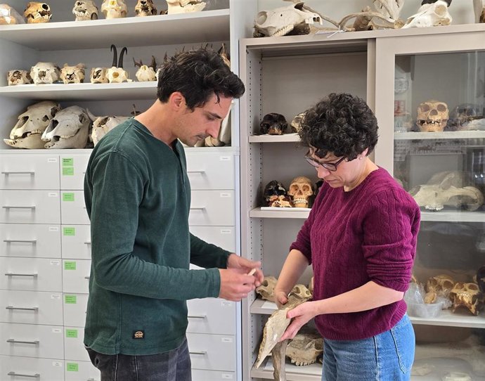Ana B. Marín Y Alexandre Lefebvre Observan Restos De Animales Que Analizan En El Laboratorio Del Grupo Evoadapta En La UC.