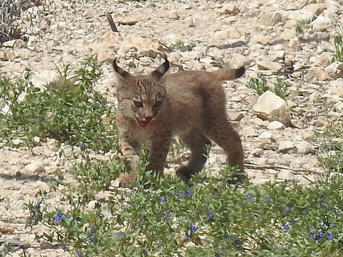 Uno de los cachorros de lince ibérico