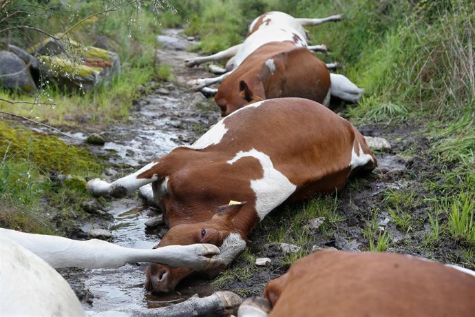 27 vacas mueren alcanzadas por un rayo en una explotación ganadera en Rodeiro, a 19 de mayo de 2025, en Pontevedra, Galicia (España). Según el presidente de la cooperativa O Rodo, a la que pertenece la explotación ganadera dueña de los reses, los hechos o