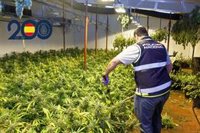 La Policía Nacional detiene a diez personas con casi 500 plantas de marihuana en Murcia