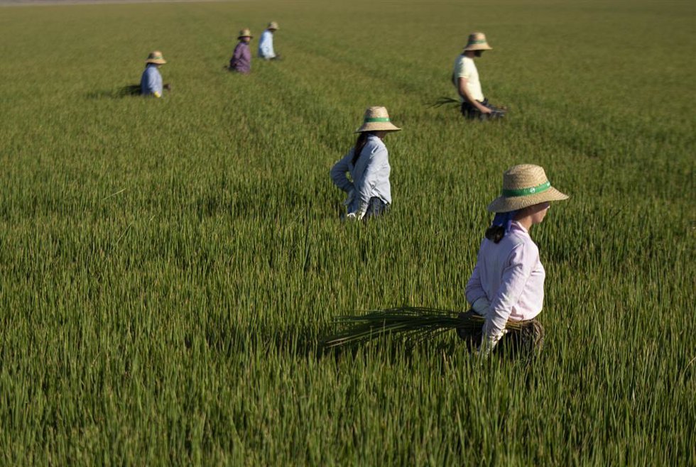 Archivo - Un grupo de jornaleros durante su labor, escardar arroz, en un arrozal en Isla Mayor. A 26 de agosto de 2022 en Sevilla (Andalucía, España).