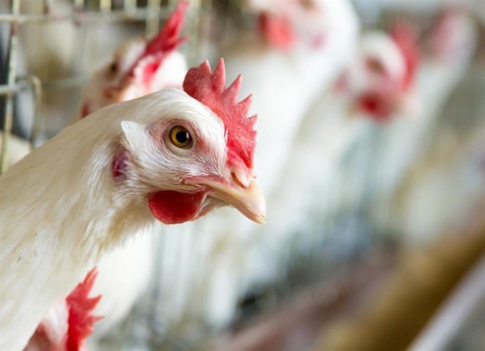 Archivo - Recurso de una gallina en una granja.