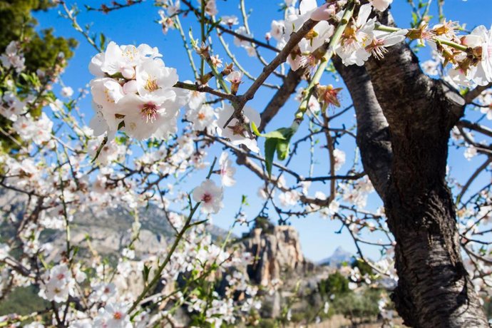 Archivo - Floración de un almendro 