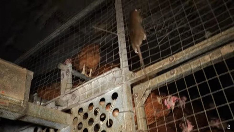 Fotograma del vídeo de ARDE de una rata entre las gallinas.
