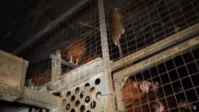 Fotograma del vídeo de ARDE de una rata entre las gallinas.