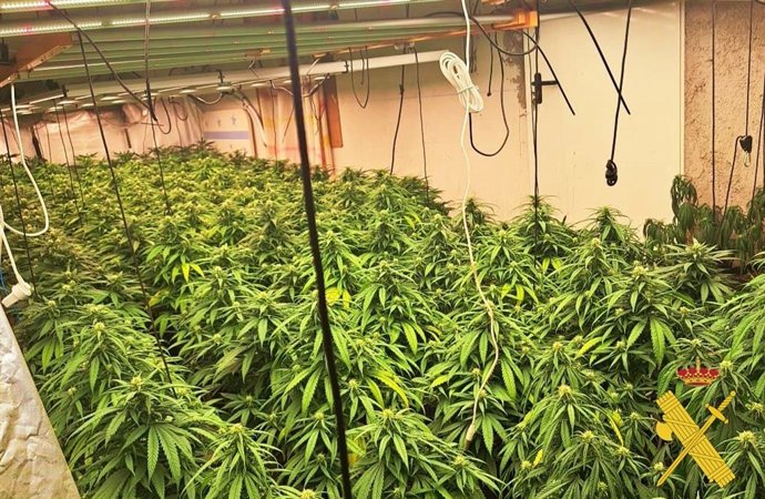 Una de las plantaciones de marihuana desmanteladas en Berja y Alcolea (Almería).