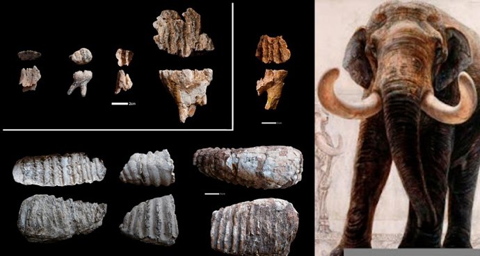 Un equipo científico liderado por el paleontólogo de la UMA Sergio Ros Montoya ha llevado a cabo un estudio en el yacimiento de Dmanisi, en el que se revela los abundantes restos de mamuts localizados en este enclave, el más antiguo de Eurasia.