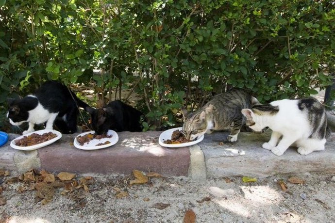 Archivo - Colonias felinas