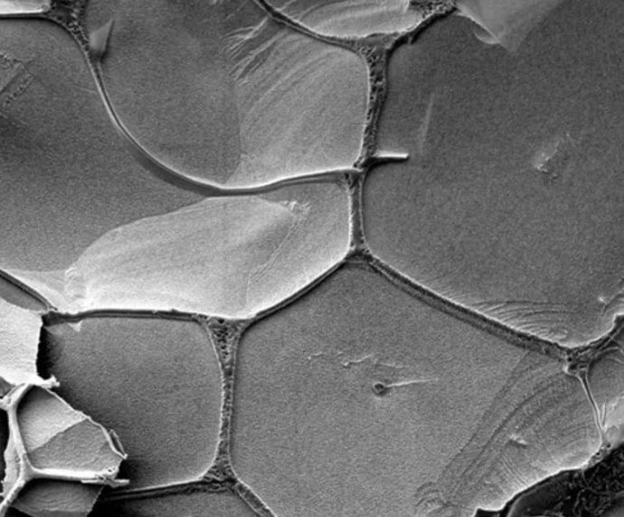 Os veios de salmoura líquida, onde as moléculas de RNA podem se replicar, cercam os cristais de gelo sólido no gelo de água, conforme visto com um microscópio eletrônico.