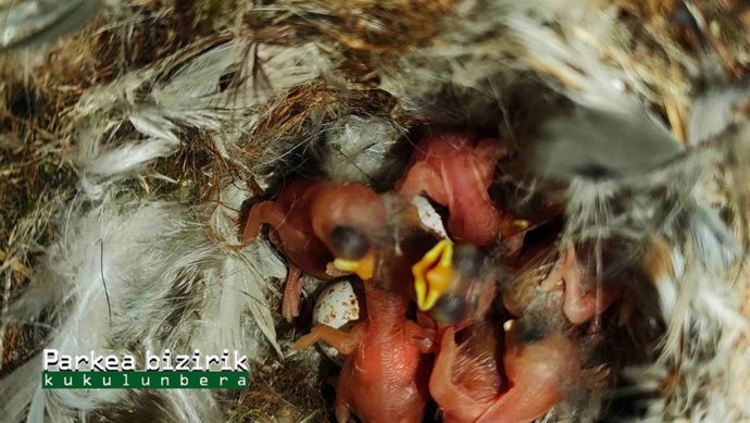 Archivo - Crías de herrerillo.