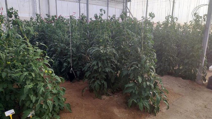 Tomateras de invernadero donde se ha realizado el ensayo
