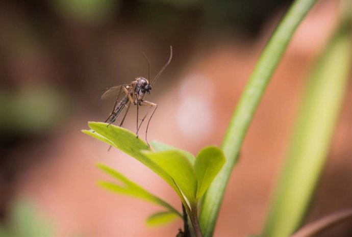 Mosquito transmisor del Virus del Nilo Occidental.