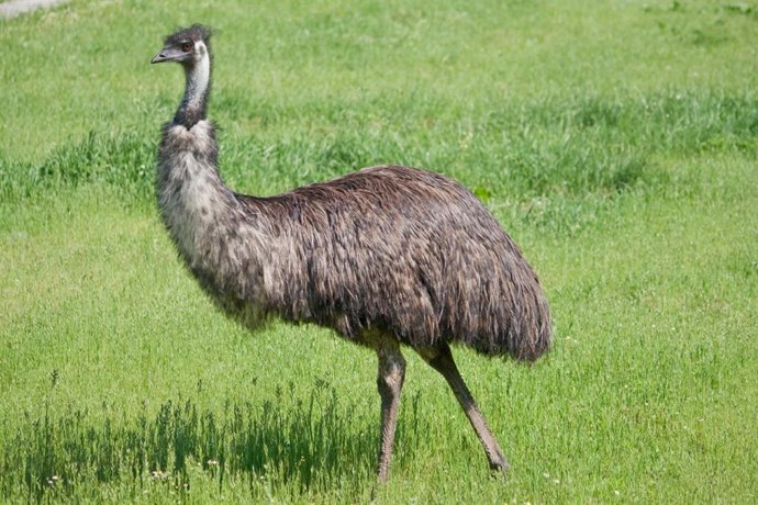 Terra Natura Murcia aumenta su número de especies con la llegada de cuatro emús