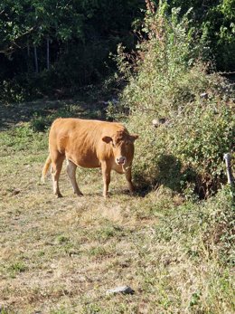 Ejemplar de ganado vacuno en un municipio leonés.