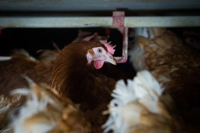 Archivo - Gallina