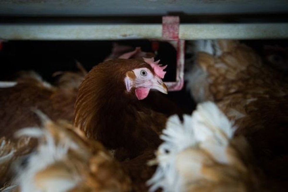 Archivo - Gallina