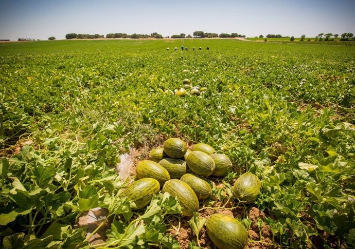 Melones en el campo