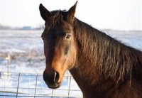 ¿Qué sienten los caballos? Científicos mapean sus expresiones faciales