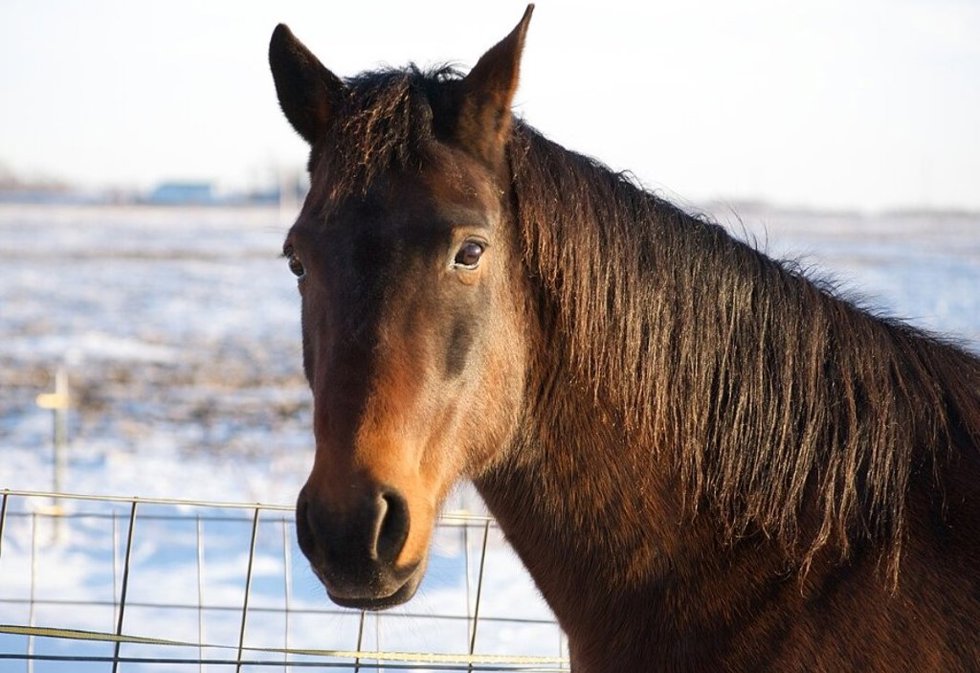 Los caballos poseen un repertorio sorprendentemente rico de expresiones faciales, según una nueva investigación que decodifica sus sutiles señales sociales.
