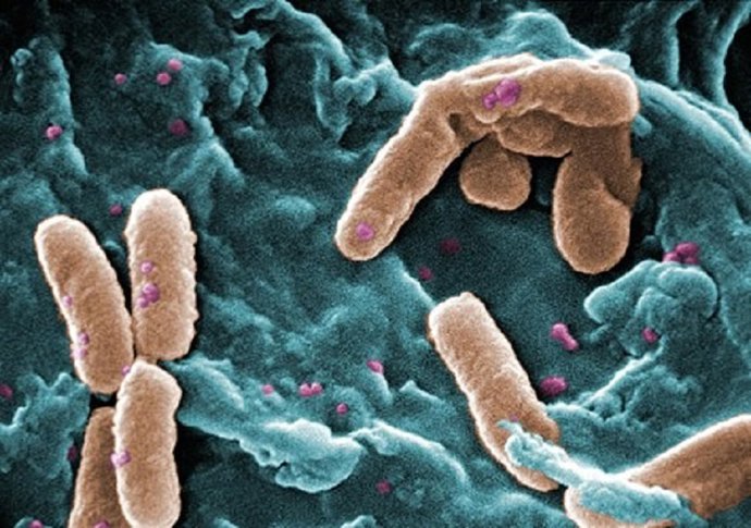 Pseudomonas aeruginosa al microscopio electrónico de barrido, con falso color