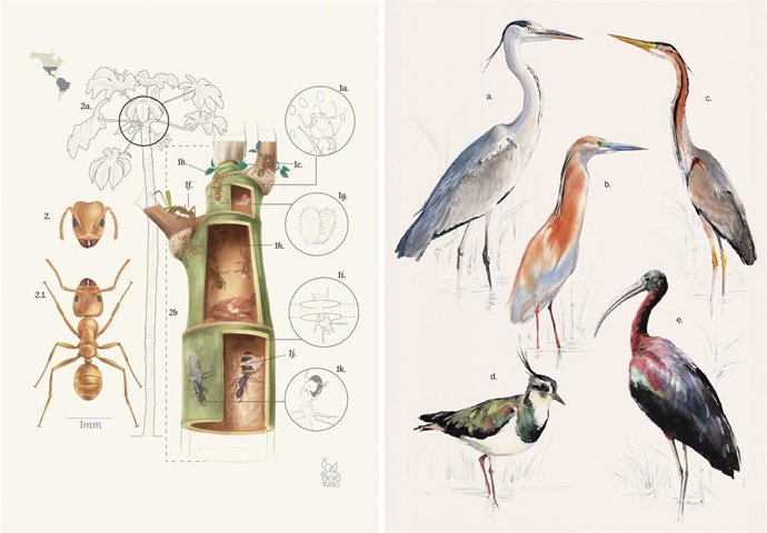 'Illustraciencia',