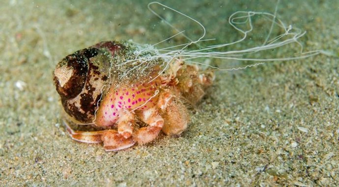 Ejemplar de cangrejo ermitaño refugiado en una concha de gasterópodo que le sirve de hogar.