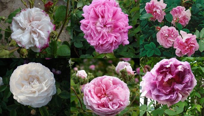 Las nuevas rosas antiguas incorporadas a La Rosaleda del RJB.