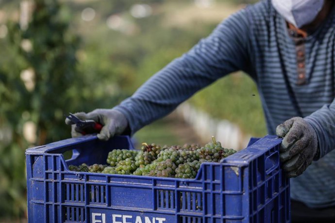 Archivo - Un trabajador  transporta uvas durante la vendimia para producir txakoli de Bizkaia, en Zalla.