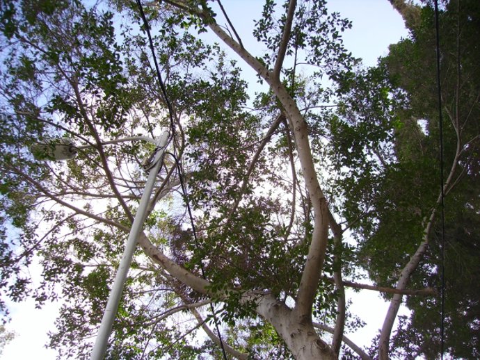 Archivo - Árboles