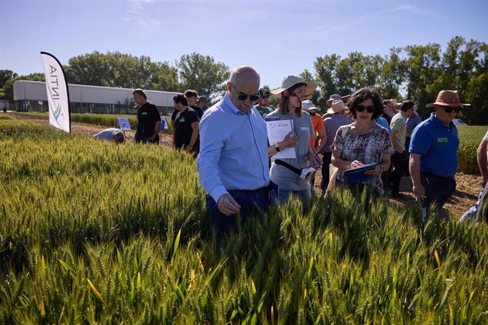 Archivo - El consejero Aierdi comprueba el tamaño de las espigas de cereal en la finca experimental que gestiona INTIA en Arazuri