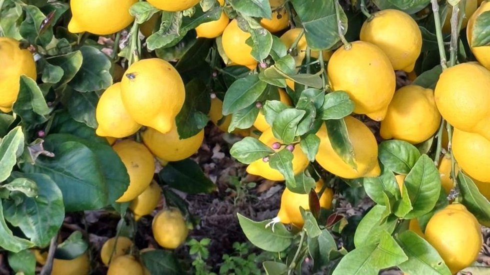 Archivo - Imagen de archivo de limones.